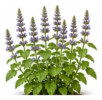 Chia whole plant