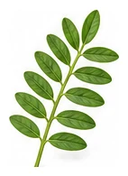 Chickpea leaf detail