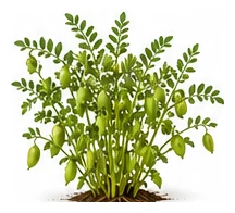 Chickpea whole plant