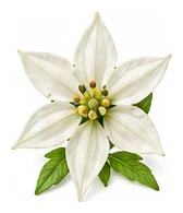 Chilli Pepper flower detail