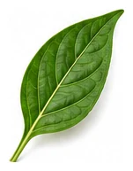 Chilli Pepper leaf detail
