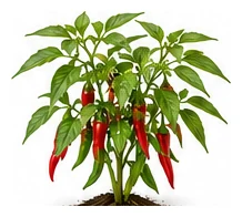 Chilli Pepper whole plant