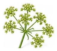 Chinese Celery flower detail