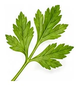 Chinese Celery leaf detail