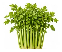 Chinese Celery whole plant