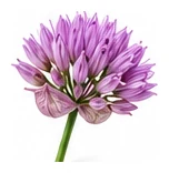 Chives flower detail