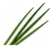 Chives leaf detail