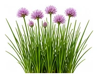Chives whole plant