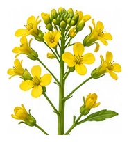 Choy Sum flower detail