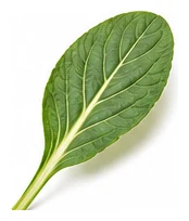 Choy Sum leaf detail