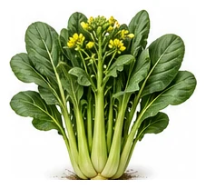 Choy Sum whole plant