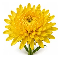Chrysanthemum flower detail