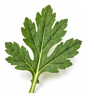 Chrysanthemum leaf detail