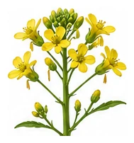 Collards flower detail