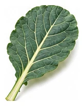 Collards leaf detail