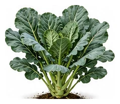 Collards whole plant
