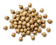 Coriander harvest / detail
