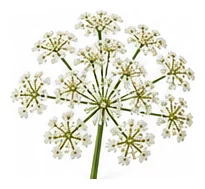 Coriander flower detail
