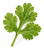 Coriander leaf detail