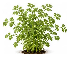 Coriander whole plant