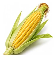 Corn harvest / detail