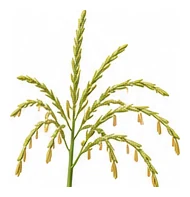 Corn flower detail