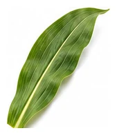 Corn leaf detail