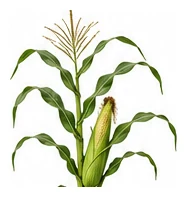 Corn whole plant