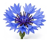 Cornflower flower detail
