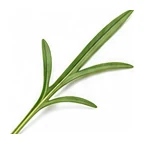 Cornflower leaf detail