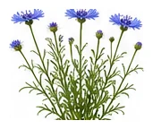 Cornflower whole plant