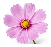 Cosmos flower detail