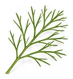 Cosmos leaf detail
