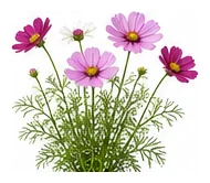 Cosmos whole plant