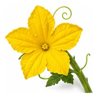 Cucumber flower detail
