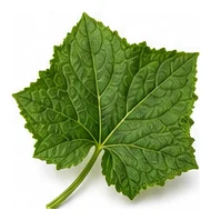 Cucumber leaf detail