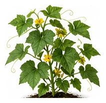Cucumber whole plant