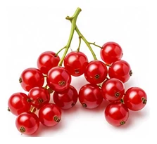 Currant harvest / detail