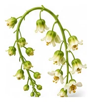 Currant flower detail