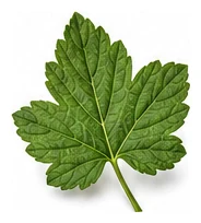 Currant leaf detail