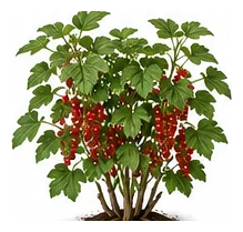 Currant whole plant