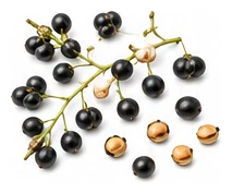 Curry Tree harvest / detail