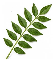 Curry Tree leaf detail