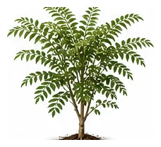 Curry Tree whole plant