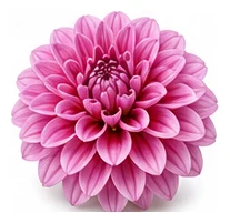 Dahlia flower detail