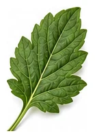 Dahlia leaf detail