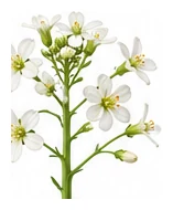 Daikon Radish flower detail