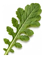 Daikon Radish leaf detail