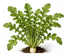 Daikon Radish whole plant