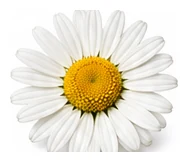 Daisy, Shasta flower detail